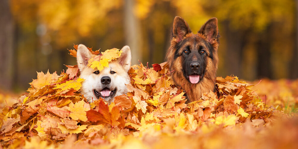 autumn