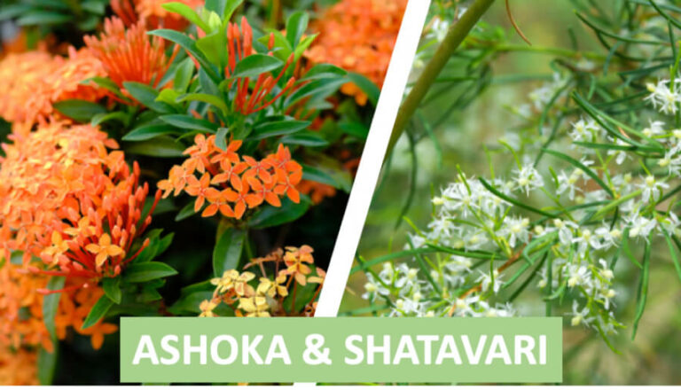 ashoka & shatavari-2