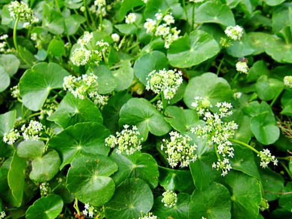 centella asiatica_brahmiold–gotu kola copy centella asiatica_brahmiold–gotu kola copy