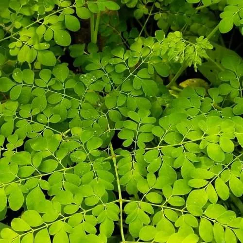 moringa-oleifera moringa-oleifera