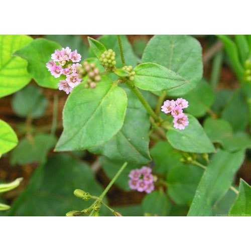punarnava-herb punarnava-herb